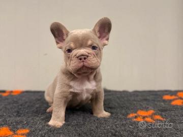 cuccioli bulldog francese isabella newshade tan 