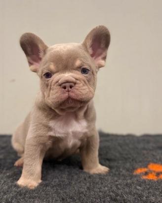 cuccioli bulldog francese isabella newshade tan 
