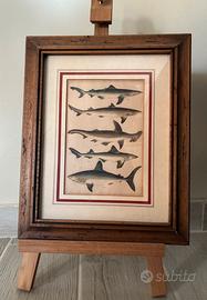 4 Cromolitografie del 1800 con cornice in legno
