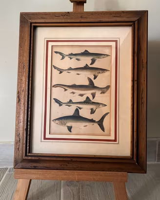4 Cromolitografie del 1800 con cornice in legno