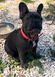cuccioli di bulldog francese 