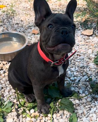 cuccioli di bulldog francese 
