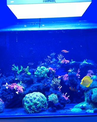 Acquario marino Aqpet 90