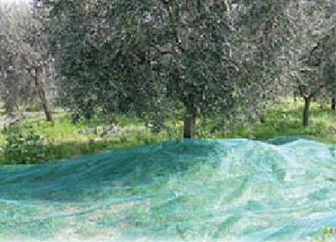 Rete raccolta olive 6 x 6 con apertura