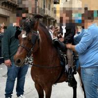 Pony con documenti