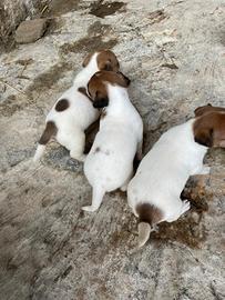 Cuccioli Jack Russell con PEDIGREE