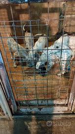 Cuccioli di setter