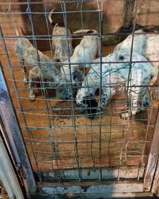 Cuccioli di setter