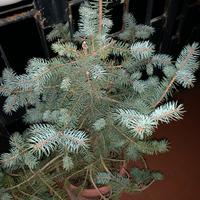 Abete vero azzurro