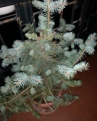 Abete vero azzurro