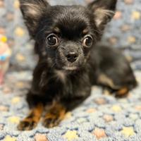 Chihuahua maschio piccolissimo black tan