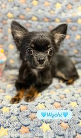 Chihuahua maschio piccolissimo black tan
