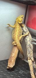 Drago barbuto/pogona + teca