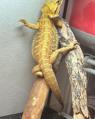 Drago barbuto/pogona + teca