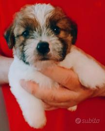 Cuccioli Jack russell terrier