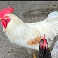 Gallo di colore bianco