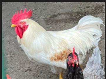 Gallo di colore bianco