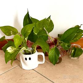 Talee di Pothos Variegato Radicate | piante vive