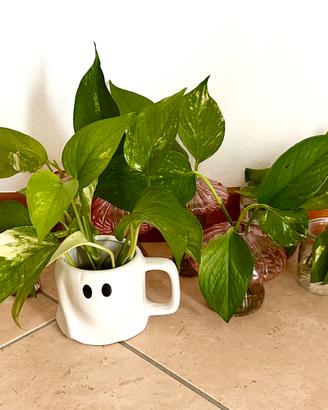 Talee di Pothos Variegato Radicate | piante vive