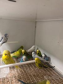 Cocorite inglesi normali canarini e diamantini