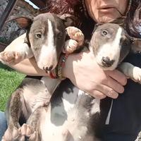 Cuccioli bull terrier miniature