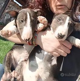Cuccioli bull terrier miniature
