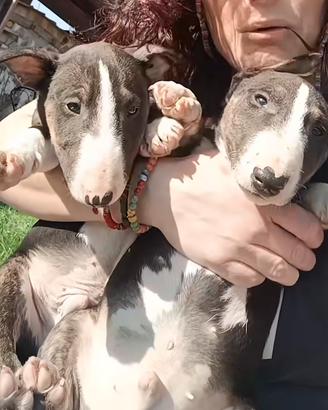 Cuccioli bull terrier miniature