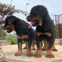 Cuccioli rottweiler pedigree