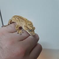 Geco Correlophus ciliatus