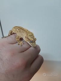 Geco Correlophus ciliatus