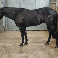 Stagione di monta 2025