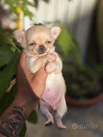Chihuahua