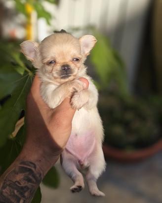 Chihuahua