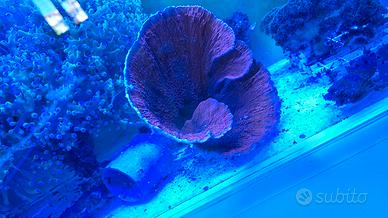 Montipora Foliosa