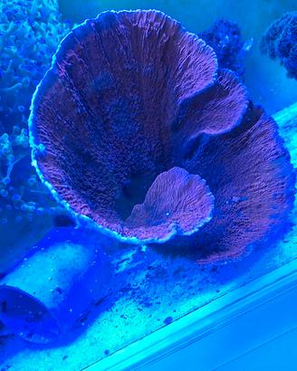 Montipora Foliosa