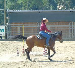 Sottosella Billy cook