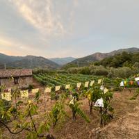 Vigneto con casolare e alberi da frutto