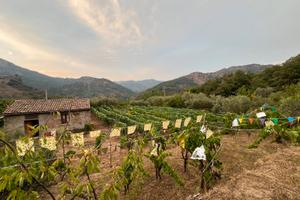 Vigneto con casolare e alberi da frutto