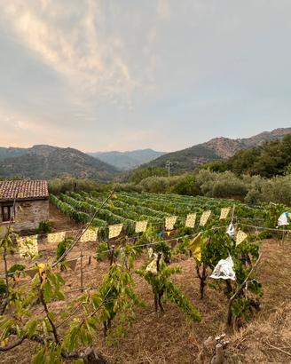 Vigneto con casolare e alberi da frutto