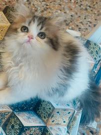 Gatto persiano