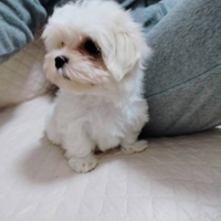 Femminucce maltese taglia mini