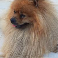 Spitz pomerania monta