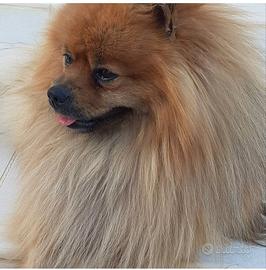 Spitz pomerania monta