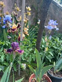 Iris ibridi