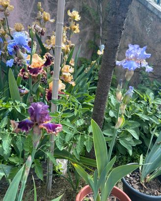 Iris ibridi