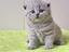 Immagine 6
