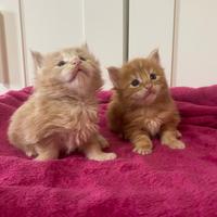 Cuccioli Maine Coon