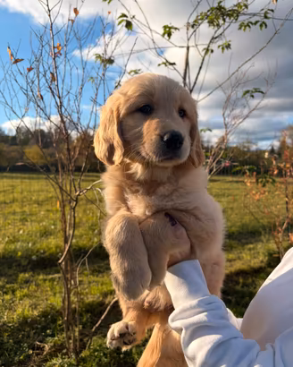 Golden retriever