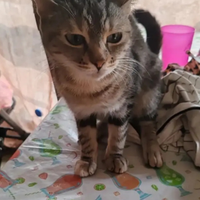 Gatto europeo femmina