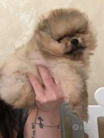 Pomerania/ spitz nano tedesco